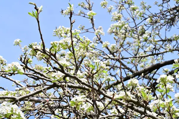 İlkbaharda ağaçta beyaz çiçekler açan kayısı. 