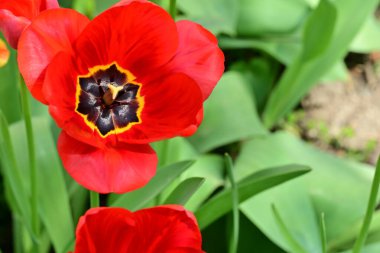 Baharda bahçede laleler 