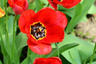 Baharda bahçede laleler 