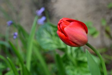 Baharda bahçede laleler 