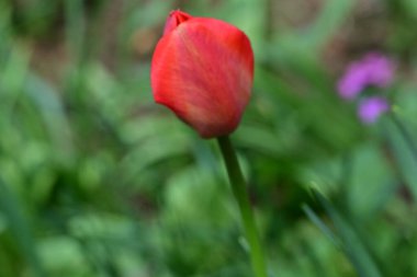 Baharda bahçede laleler 