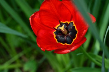 Baharda bahçede laleler 