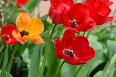 Baharda bahçede laleler 