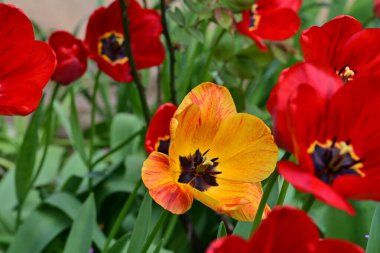 Baharda bahçede laleler 