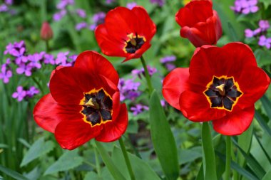 Baharda bahçede laleler 