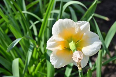 Bahar bahçesindeki beyaz nergis çiçeğine yaklaş. 
