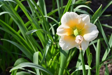 Bahar bahçesindeki beyaz nergis çiçeğine yaklaş. 