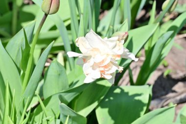 Bahar bahçesindeki beyaz nergis çiçeklerini kapat. 