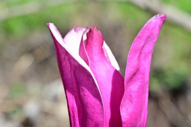 Baharda manolya ağacı. Ağaçtaki güzel manolya çiçekleri 
