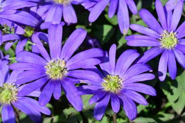Güneşli yaz gününde bahçede yetişen güzel mor çiçekler.