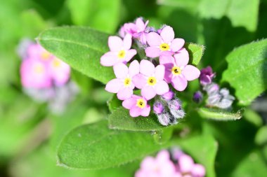 bahçede büyüyen güzel pembe çiçekler
