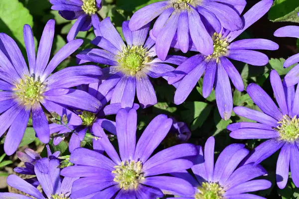 Güneşli yaz gününde bahçede yetişen güzel mor çiçekler.