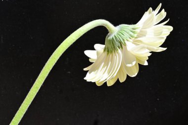 Siyah arkaplanda beyaz Gerbera çiçeği