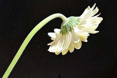 Siyah arkaplanda beyaz Gerbera çiçeği