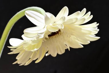 Siyah arkaplanda beyaz Gerbera çiçeği