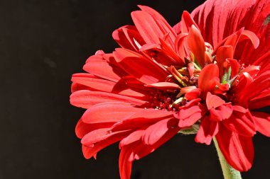 Siyah arkaplanda kırmızı gerbera çiçeği 