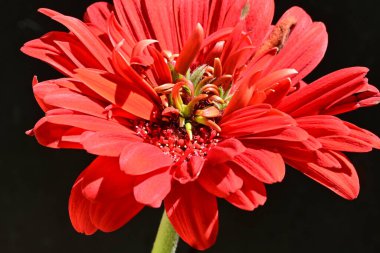 Siyah arkaplanda kırmızı gerbera çiçeği 