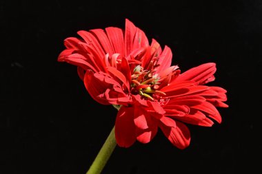 Siyah arkaplanda kırmızı gerbera çiçeği 