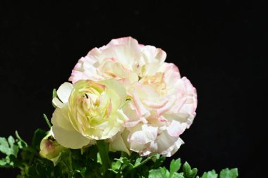 Karanlık arka planda güzel ranunculus