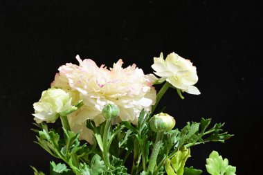 Karanlık arka planda güzel ranunculus