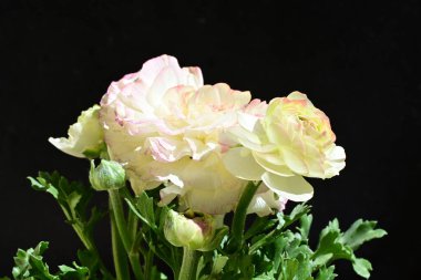 Karanlık arka planda güzel ranunculus