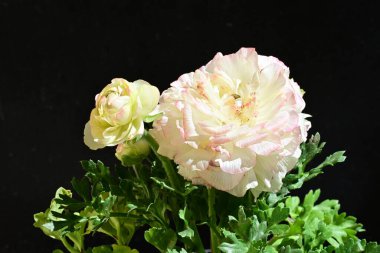 Karanlık arka planda güzel ranunculus