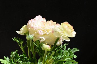 Karanlık arka planda güzel ranunculus