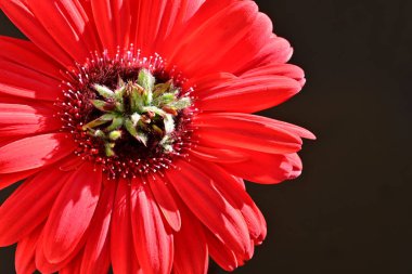 Siyah arkaplanda kırmızı gerbera çiçeği 