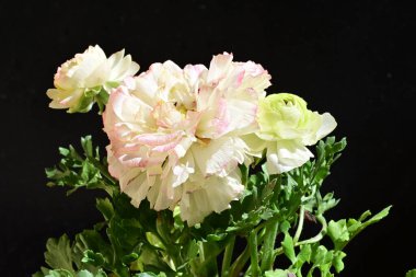 Karanlık arka planda güzel ranunculus