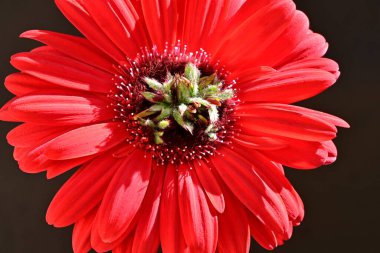 Siyah arkaplanda kırmızı gerbera çiçeği 