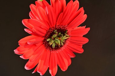 Siyah arkaplanda kırmızı gerbera çiçeği 