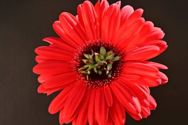 Siyah arkaplanda kırmızı gerbera çiçeği 