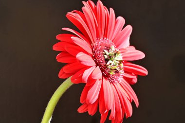 Siyah arkaplanda kırmızı gerbera çiçeği 