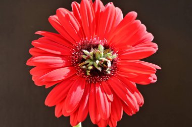 Siyah arkaplanda kırmızı gerbera çiçeği 