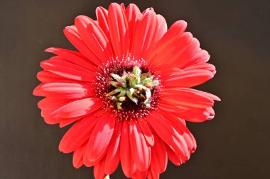 Siyah arkaplanda kırmızı gerbera çiçeği 