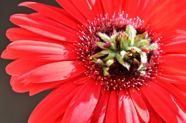 Siyah arkaplanda kırmızı gerbera çiçeği 