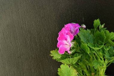 Siyah arka planda güzel pembe çiçekler