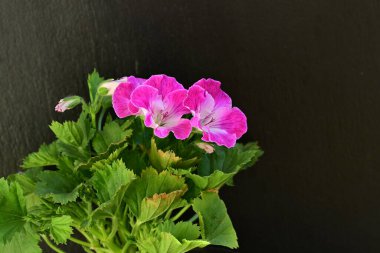 Siyah arka planda güzel pembe çiçekler