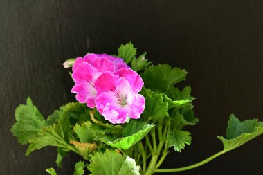 Siyah arka planda güzel pembe çiçekler