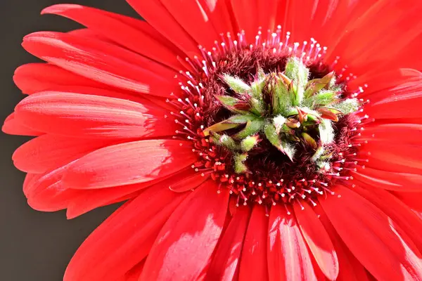 Siyah arkaplanda kırmızı gerbera çiçeği 