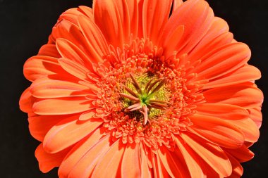 Siyah arkaplanda kırmızı gerbera çiçeği 