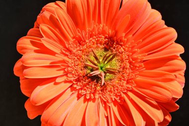 Siyah arkaplanda kırmızı gerbera çiçeği 