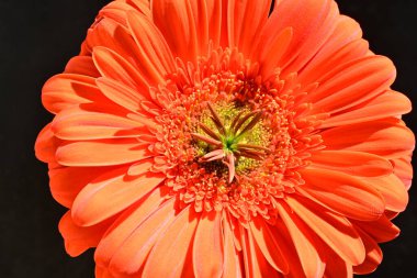 Siyah arkaplanda kırmızı gerbera çiçeği 