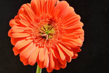 Siyah arkaplanda kırmızı gerbera çiçeği 