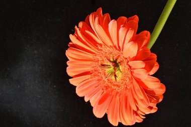 Siyah arkaplanda kırmızı gerbera çiçeği 