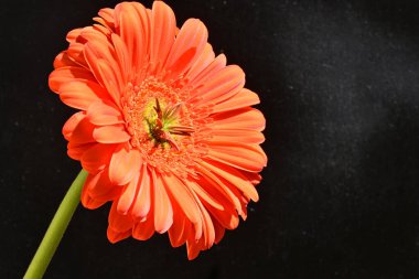 Siyah arkaplanda kırmızı gerbera çiçeği 