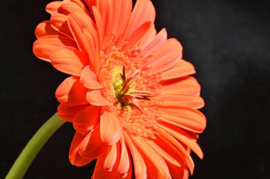 Siyah arkaplanda kırmızı gerbera çiçeği 