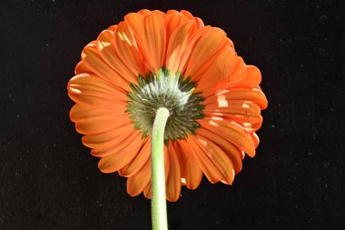 Siyah arkaplanda turuncu gerbera çiçeği