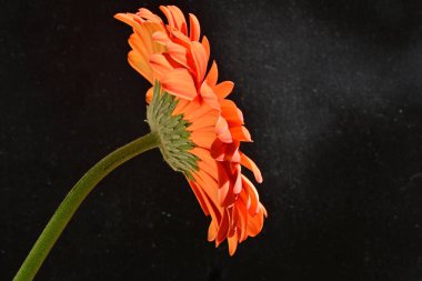 Siyah arkaplanda kırmızı gerbera çiçeği 