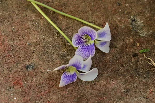 Topraktaki güzel mor çiçekler 